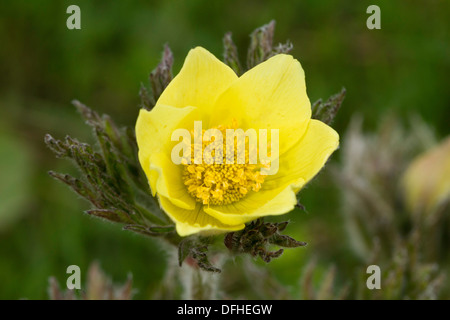 Alpen-Kuhschelle (Pulsatilla Alpina) Stockfoto