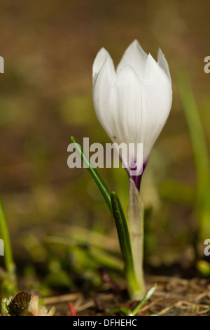 Weiße Krokus (Vernus Albiflorus) Subspecies albiflorus Stockfoto