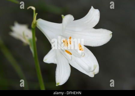 St. Bruno Lily (Paradisea Liliastrum) Stockfoto
