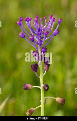 Tassel Hyazinthe (Muscari Comosum) Blume Stockfoto