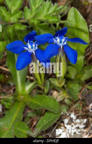 Frühlings-Enzian (Gentiana Brachyphylla) Stockfoto