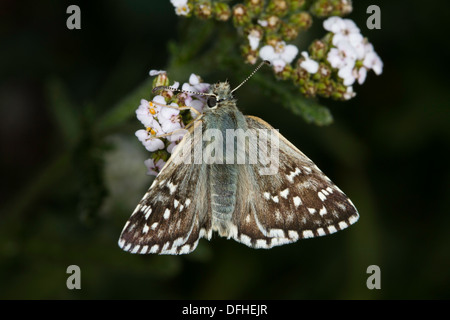 Ergrauten Skipper (Pyrgus Malvae) Fütterung auf weißen Blüten Stockfoto