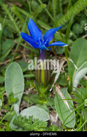 Kleinblättrige Enzian (Gentiana Brachyphylla) Blume Stockfoto