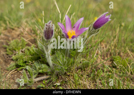 Gemeinsamen Kuhschelle (Pulsatilla Vulgaris) Stockfoto