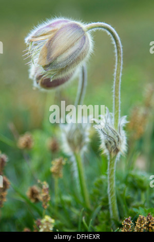 Gemeinsamen Kuhschelle (Pulsatilla Vulgaris) Stockfoto