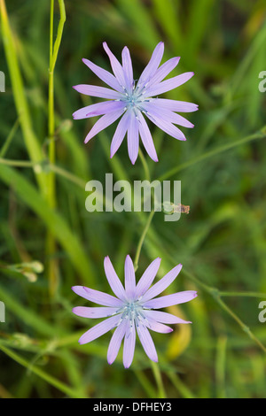 Berg/blau Kopfsalat (Lactuca Perennis) Blume Stockfoto