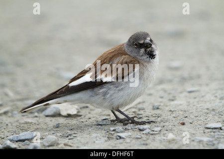 Weiß-winged Snowfinch (Montifringilla Nivalis) Stockfoto