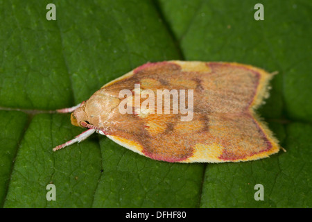 Carcina Quercana Falter ruht auf einem Blatt Stockfoto