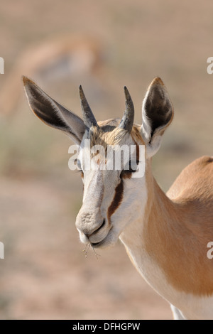 Springbock (Antidorcas Marsupialis), Fütterung auf Blumen, Kgalagadi Transfrontier Park, Northern Cape, Südafrika, Afrika Stockfoto