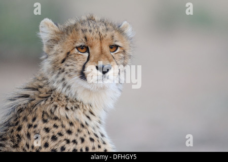 Junge Geparden, Acinonyx Jubatus, Kgalagadi Transfrontier Park, Northern Cape, Südafrika Stockfoto