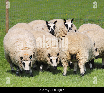 Gruppe von Beulah gesprenkelten Gesicht Schafe grasen auf einer englischen Wiese Stockfoto