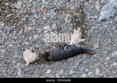 Graue Dichtung am Strand mit Welpen Stockfoto