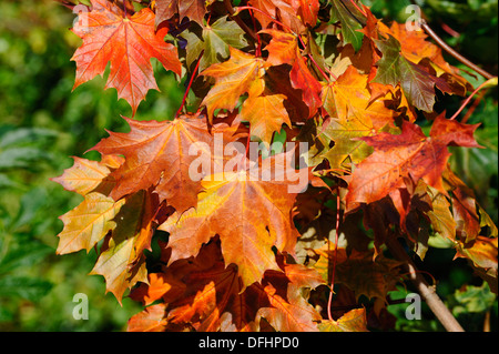 Die wechselnden Herbstfärbung des Blattes Sycamore Stockfoto