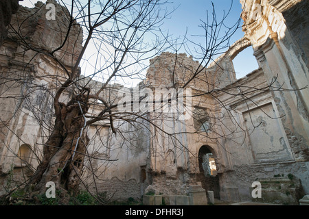 Feigenbaum wächst in den Ruinen von Berninis Kirche und Kloster von San Bonaventura Canale Monterano Italien. Stockfoto