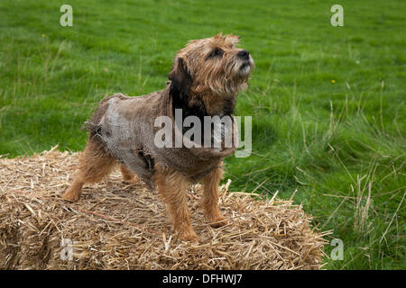 Arnside, Silverdale, UK. 5. Oktober 2013. 'Flic 'Terrier Hund nach Hause tragen - hessische Mantel an Arnside des Fünften AONB Apple Tag an briery Bank Obstgarten, Arnside. Stockfoto