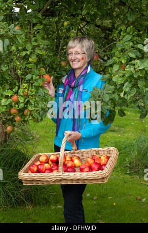 Äpfel pflücken in Arnside, Silverdale, Großbritannien. Oktober 2013. Frau Barbara Henneberry Communications and Funding Officer beim fünften AONB Apple Day von Arnside mit Discovery Eating Apples in der Briery Bank Orchard, Arnside. Viele Äpfel und Kürbisse zum Verkauf, Tierausstellungen, Experten für die Apfelidentifikation, die über seltene Sorten rätseln, und viel frisch gepresster Saft - die Apfelpresse arbeitete den ganzen Tag hart, um den Durst von fast 1000 Besuchern zu stillen. Stockfoto