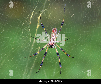 Golden Orb Weaver Spider auf Spiderweb. Stockfoto