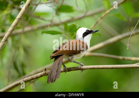 schöne weiße crested Laughingthrush (Garrulax Leucolophus) Possing auf Baum Stockfoto