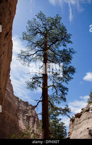 Ponderosa Pine entlang dem Slot Canyon Trail im Kasha-Katuwe Zelt Rocks National Monument, New Mexico. Stockfoto