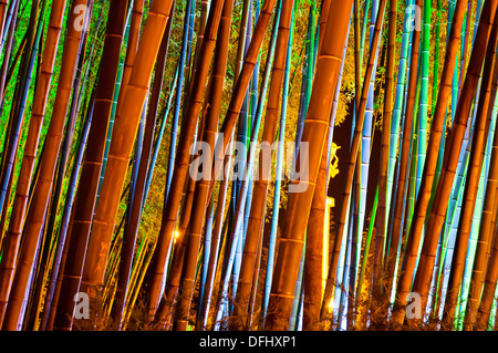 Bambus Wald Stockfoto