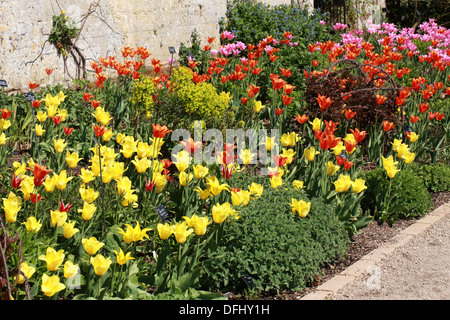 Frühling-Grenze von Tulpen, Oxford Botanischer Garten, Universität Oxford, Oxford, Oxfordshire, Vereinigtes Königreich. Mai. Stockfoto