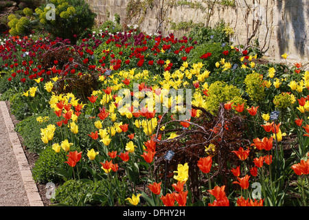 Frühling-Grenze von Tulpen, Oxford Botanischer Garten, Universität Oxford, Oxford, Oxfordshire, Vereinigtes Königreich. Mai. Stockfoto