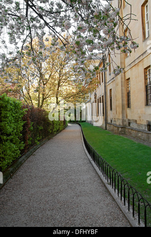 Grove Walk, zwischen Merton College und Corpus Christi College, Universität Oxford, Oxfordshire, Vereinigtes Königreich. Ansicht von Merton Straße. Stockfoto