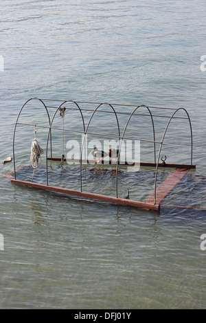 zwei wilde Enten auf einem versunkenen Boot, Lago Maggiore, Italien Stockfoto