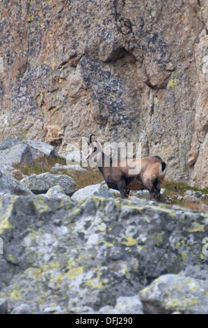 Gämse in der hohen Tatra, Slowakei. Stockfoto