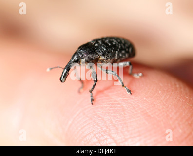 Elefanten-Käfer Stockfoto