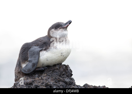 Galápagos-Pinguin (Spheniscus Mendiculus) auf einem Lava Felsen - Insel Isabela, Galapagos-Inseln. Stockfoto