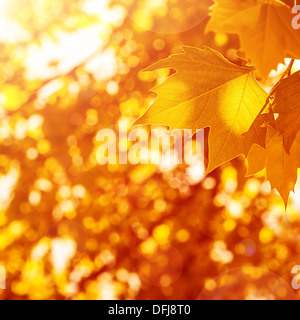 Autumnal leaves background, sunny day, old dry foliage in the park, weather changes, fall season, maple leaf, autumn nature Stockfoto