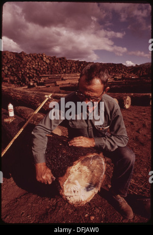 IM AUGUST 1973 EIN GROßEN WALDBRAND DURCH DEN WESTHÄNGEN DER SIERRA MOUNTAIN RANGE IN DER NÄHE VON SONORA GEFEGT... 553642 Stockfoto