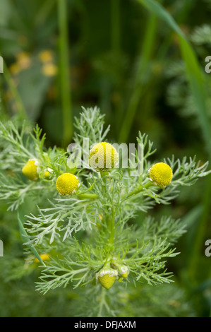 Ananas-Unkraut, Matricaria Discoidea, wächst in einer Ackerfläche, Gloucestershire, UK. Juni. Stockfoto