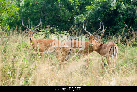 Männliche Widder Impala Aepyceros Melampus Gazelle Reifen Geweih Akagera National Game Reserve/Park Ruanda Central Nordafrika Stockfoto
