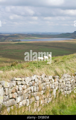 Schafe weiden vom Hadrianswall, Northumberland Stockfoto