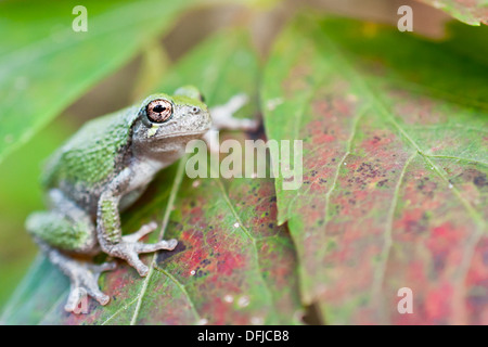 Junge graues Treefrog Stockfoto