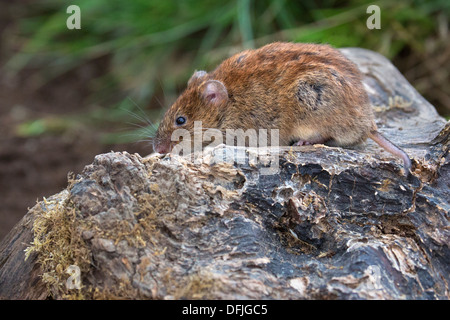 Rötelmaus Stockfoto