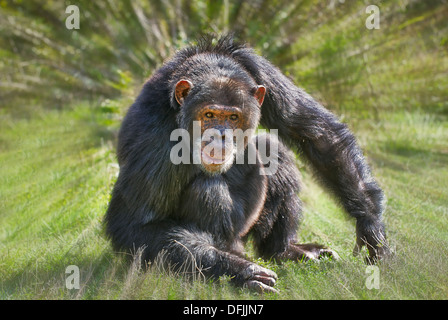 Gemeinsame Schimpanse Pan Troglodytes, Laikipia, Sweetwaters Privat RESERVE, Kenia, Afrika Stockfoto