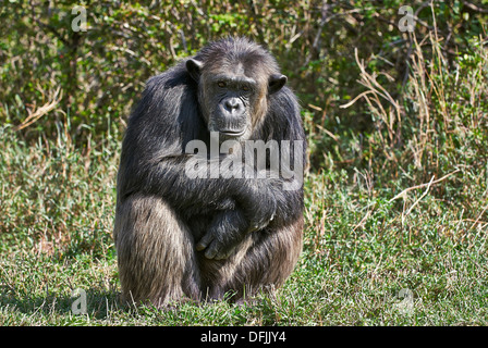 Gemeinsame Schimpanse Pan Troglodytes, Laikipia, Sweetwaters Privat RESERVE, Kenia, Afrika Stockfoto