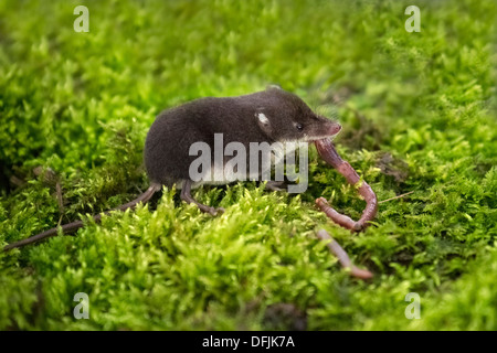 Eurasische Wasser Spitzmaus Essen einen Wurm Stockfoto