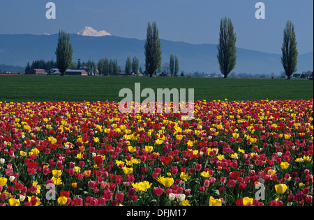 Bunte Tulpenfelder mit Mount Baker Mount Vernon Washington State USA Stockfoto
