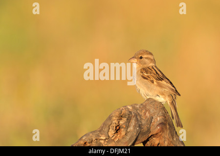 Weiblicher Haussperling (Passer Domesticus) thront auf Zweig. Lleida. Katalonien. Spanien. Stockfoto