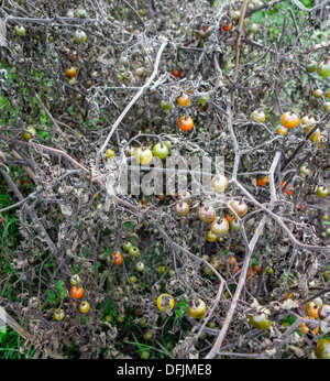 Tomaten und Knollenfäule ruinierten Tomate Ernte Stockfoto