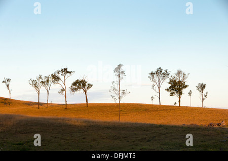 Gum Bäumen und Wiesen am Hang, in der Nähe von Ipswich, Queensland, Australien Stockfoto