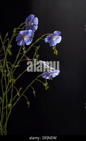 Flachs Blumen hautnah auf einem schwarzen Hintergrund Stockfoto