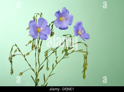 Flachs Blumen hautnah auf einem grünen Hintergrund Stockfoto