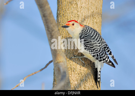 Ein Rotbauch-Specht thront auf Baumstamm. Stockfoto