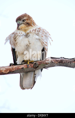 Rot - angebundener Falke thront auf einem Ast. Stockfoto