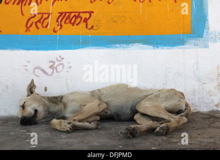 Hund schläft auf einem Bürgersteig in Pushkar, Rajasthan, Indien. Stockfoto